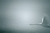 Swan flying in fog