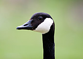 Canada goose