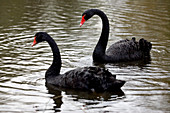 Black swans