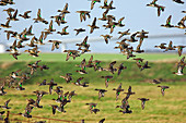 Flock of common teal