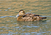 Female common eider duck