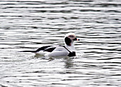 Male long-tailed duck