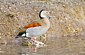 Male ringed teal