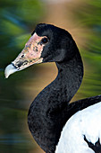 Magpie-goose