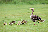 Greylag goose and goslings