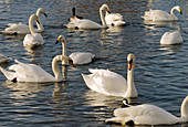 Mute and whooper swans