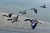 Greylag geese flying