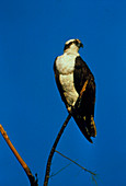 Osprey (Pandion haliaetus) perched on a branch