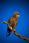 Juvenile bateleur eagle