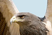 Great-chested Buzzard Eagle