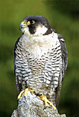 Peregrine falcon