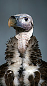 Lappet-faced vulture