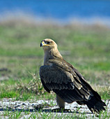 Juvenile tawny eagle