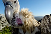 Juvenile Cape vulture