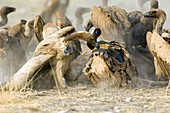 Cape vultures