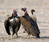 Lappet-faced vultures