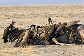 Vultures on a carcass