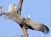 White-backed vultures