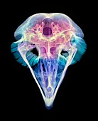 Eagle owl skull,X-ray