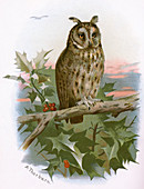 Long-eared owl,historical artwork