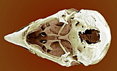 Striated finch skull,SEM