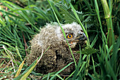 Short-eared owl fledgling