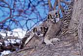 Spotted eagle owl young