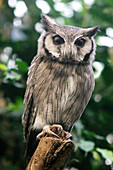 White-faced scops owl