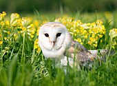 Barn owl in field of cowslips