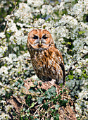 Tawny owl in hedgerow