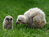 Owl chicks