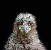 European owl chick