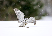 Hawk owl hunting
