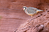 Chukar