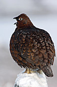Male red grouse calling