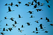 Sandhill crane (Grus canadensis) flock flying