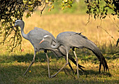 Pair of blue cranes