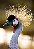 Grey crowned crane