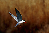 Common tern flying