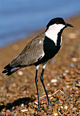Spur-winged plover