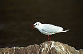 Black headed gull