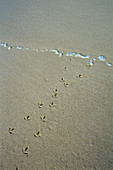 Oystercatcher footprints