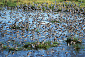 Western sandpipers