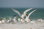 Royal terns on a beach