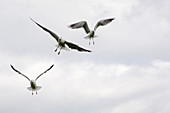 Lesser black-backed seagulls