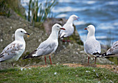 Red billed gull