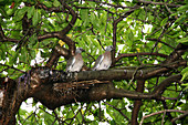 Wood pigeon fledglings
