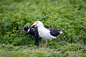Great black backed gull