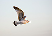 Juvenile common gull