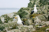 Lesser black backed gulls